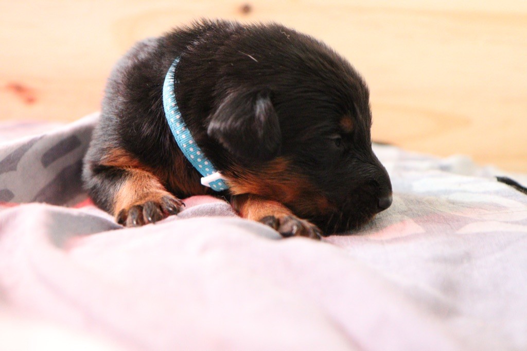 Des Terres De Ragnar - Berger de Beauce - Portée née le 19/10/2019